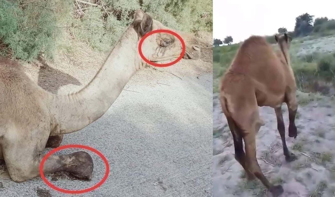 Police arrest five in southern Pakistan for chopping off camel’s leg