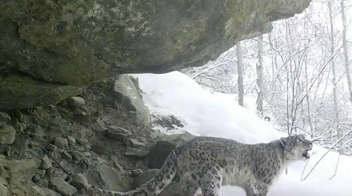 Pakistan in global push for designating snow leopard as symbol of climate adaptation