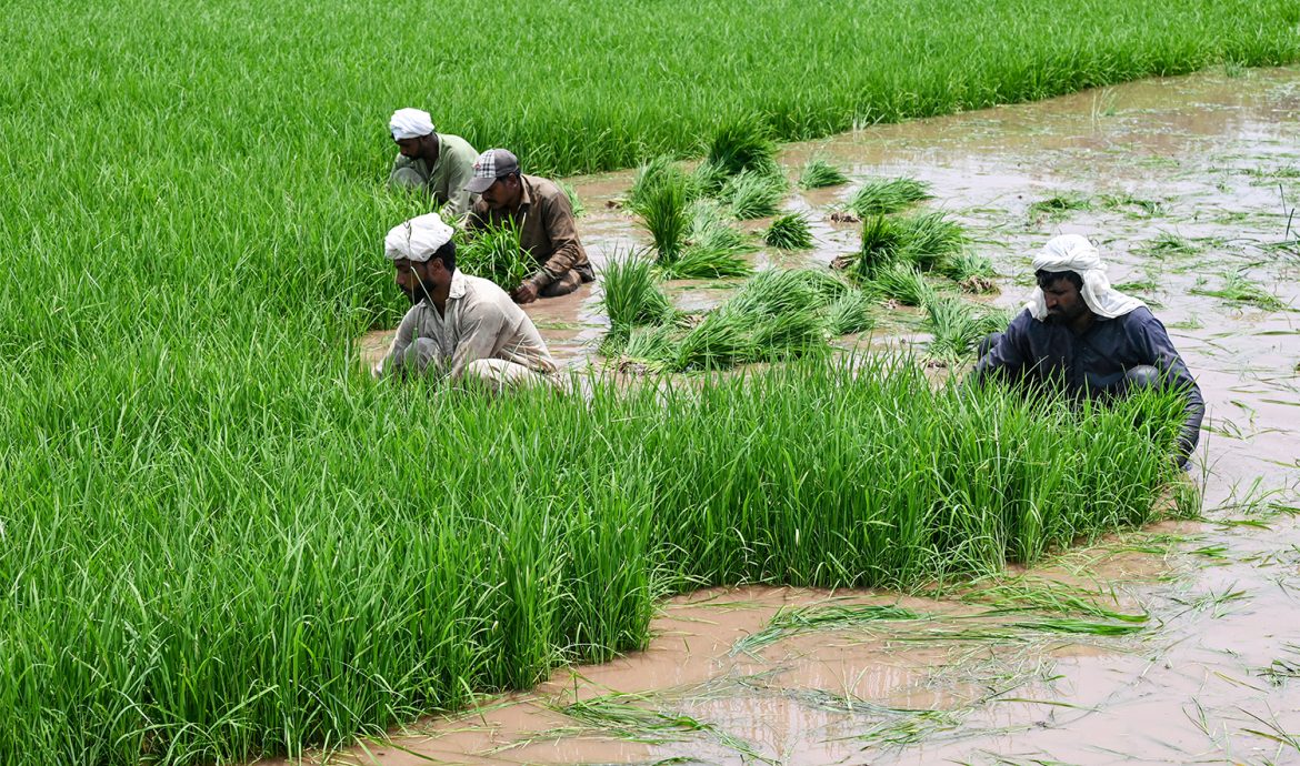 Pakistan eyes up to $7 billion rice exports to support dwindling economy