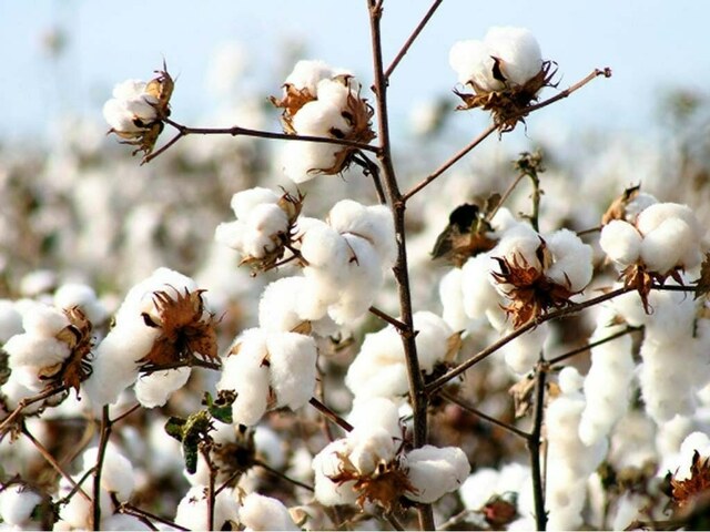 Weekly Cotton Review: PCGA predicts 60pc decline in production; prices remain stable