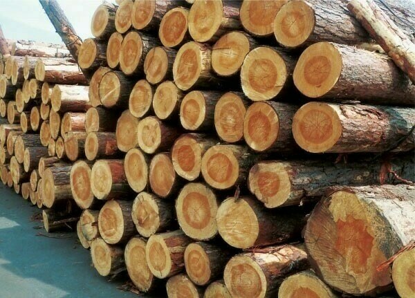 Cut wood from trees declared exempted from sales tax