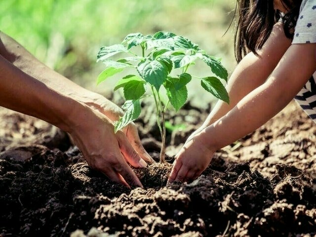 Tree-plantation drive to be carried out in Tharparkar launched