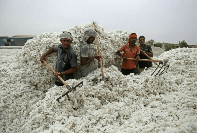 Cotton arrival slumps in first two weeks of November