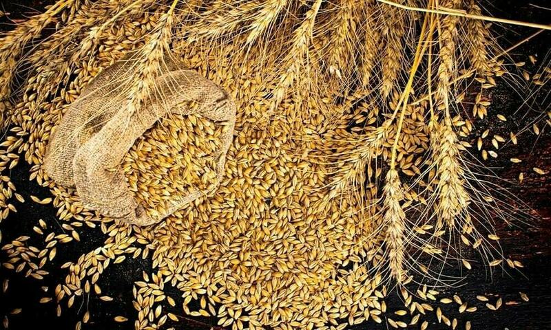 Wheat procurement: Body formed to prepare plan as per IMF terms