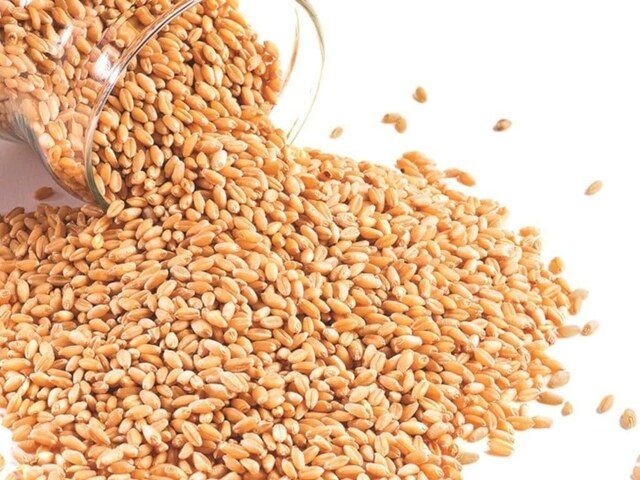 Lower market price may hit wheat yield in next Rabi season