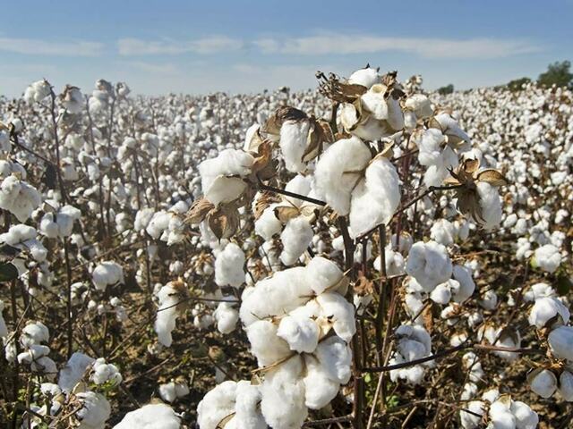 NA body informed: Sharp decline in cotton cess collection witnessed