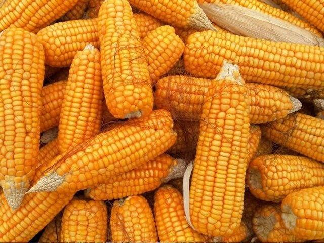 Maize can help country fetch over $1bn annually: experts