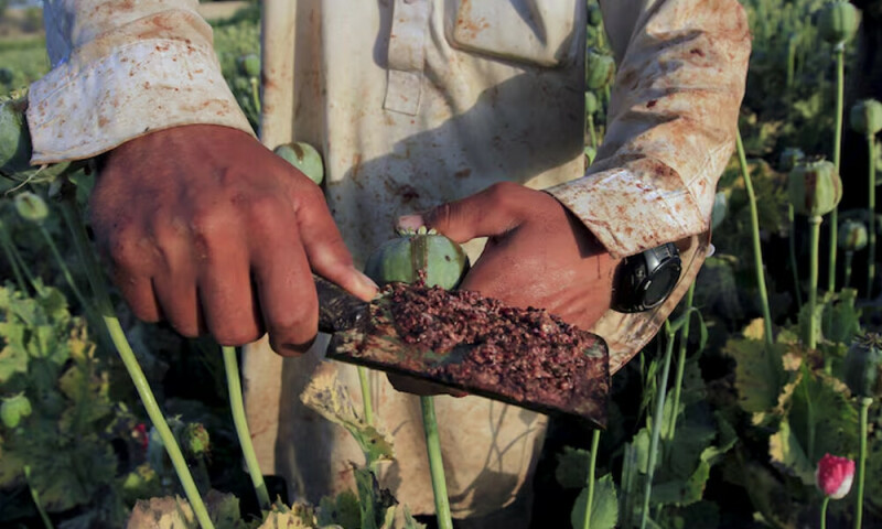 Afghan opium cultivation bounces and shifts two years after ban, UN says